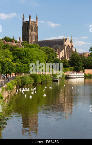 Worcester Cathedral und der Fluss Severn, Worcester, Worcestershire, England, Vereinigtes Königreich, Europa Stockfoto