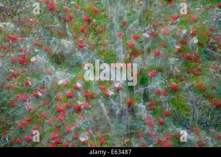Europäische Eberesche (Sorbus Aucuparia) mit roten Beeren im Herbst in Französische Alpen mit eine Doppelbelichtung in der Kamera. Stockfoto