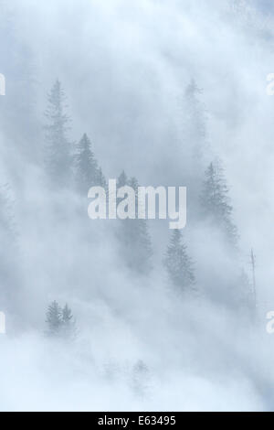 Kiefernwald am Mountainslope mit Wolken. Stockfoto