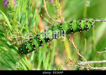 Kaiser-Motte Raupe UK Stockfoto