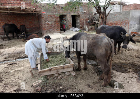 Mann in der christlich dominierten Dorf von Khushpur, Provinz Punjab, Pakistan seine Kühe füttern Stockfoto