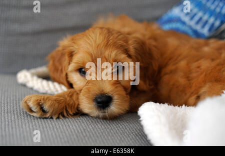 Goldenen braunen Labradoodle Welpen Stockfoto