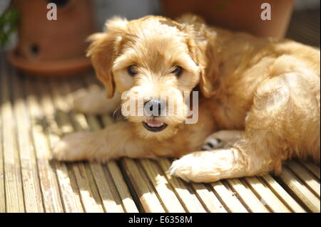 Goldenen braunen Labradoodle Welpen Stockfoto