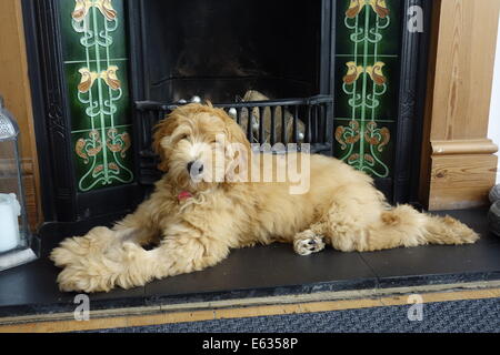 Goldenen braunen Labradoodle Welpen im Kamin Stockfoto