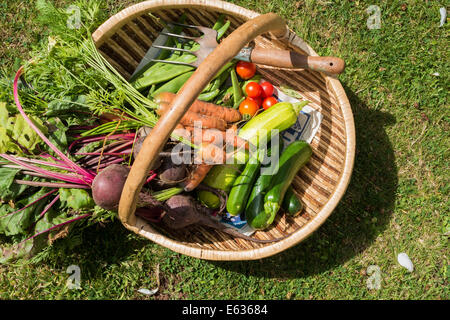 9. August 2014. Eine Trug voll von frisch geerntetem Obst und Gemüse und kleinen Graden Graben Gabel auf einer Gartenbank. Stockfoto