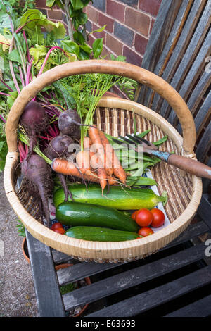 9. August 2014. Eine Trug voll von frisch geerntetem Obst und Gemüse und kleinen Graden Graben Gabel auf einer Gartenbank. Stockfoto