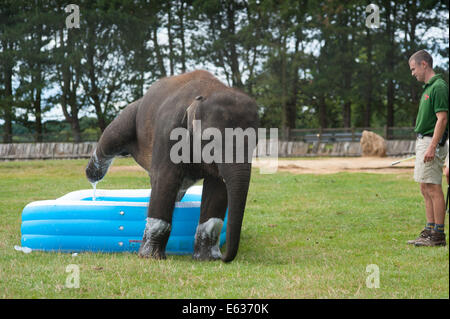 Dunstable, Bedfordshire, UK. 13. August 2014. Elefanten spielen in einem Planschbecken im Whipsnade Zoo Baby Elephant Scott im Pool Credit spielt: Andrew Walmsley/Alamy Live News Stockfoto