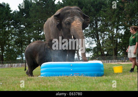 Dunstable, Bedfordshire, UK. 13. August 2014. Elefanten in einem Planschbecken Whipsnade Zoo L-r: Max und Mya spielen untersuchen den Pool Credit: Andrew Walmsley/Alamy Live News Stockfoto