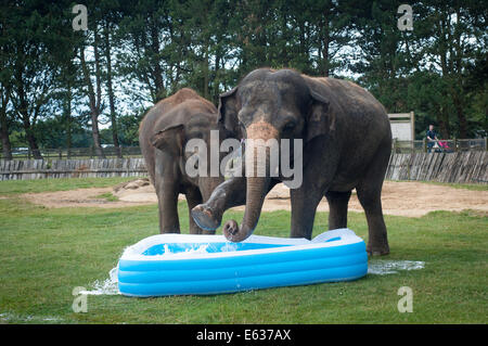 Dunstable, Bedfordshire, UK. 13. August 2014. Elefanten spielen in einem Planschbecken in Whipsnade Zoo Mya (rechts) zerstört den Pool Credit: Andrew Walmsley/Alamy Live News Stockfoto