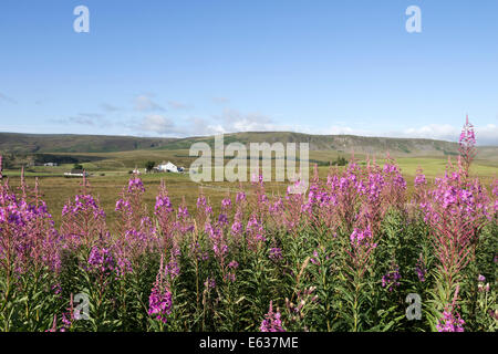 Rosebay Willowherb Chamerion Angustifolium Blumen und die Aussicht in Richtung Cronkley fiel, Teesdale, County Durham UK Stockfoto