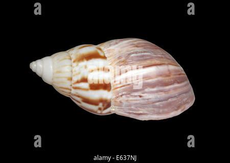 Japanische Land Schnecke Euhadra herklotsi Stockfoto