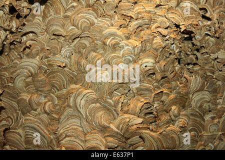 Baum-Wespe Dolichovespula Sylvestris Nest im Detail Stockfoto