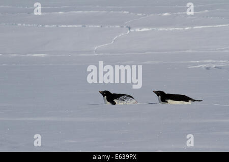 Zwei Adelie Penguin, die auf ihren Bäuchen kriechen Wintertag Stockfoto