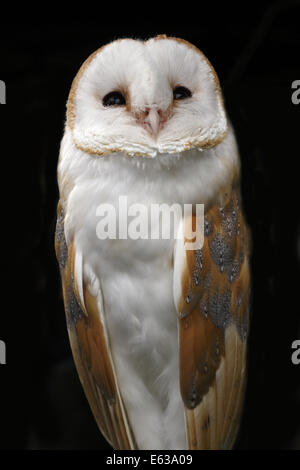 Schleiereule. Stockfoto