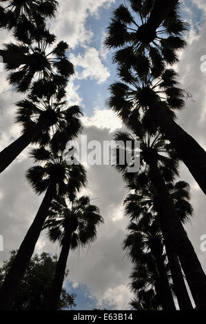 Palm-Bäume-Silhouette und bewölktem Himmel. Natur abstrakt. Stockfoto