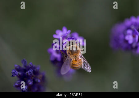 Eine Honigbiene ruhte auf der Oberseite eine Lavendel farbige Wedel von Verbena Bonariensis mit Flügeln und goldenen Körper im Fokus Stockfoto