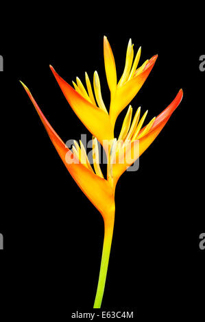 Paradiesvogel Blume auf schwarzem Hintergrund isoliert Stockfoto