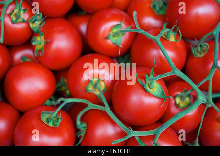 Frische helle rote Kirschtomaten am Rebstock auf einem italienischen Bauernmarkt Stockfoto