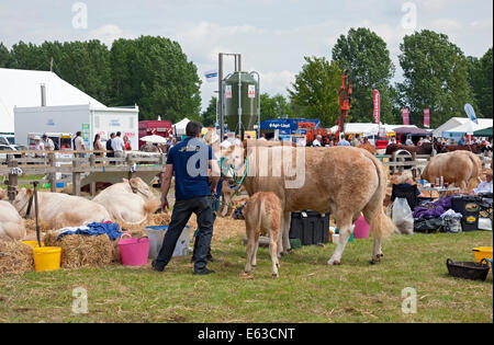 British Blonde Rinder Kühe Kühe und Kälber bei der Driffield Agricultural Country Show im Sommer East Yorkshire England Großbritannien Großbritannien Großbritannien Großbritannien Großbritannien Großbritannien Großbritannien Großbritannien Großbritannien Großbritannien und Nordirland Stockfoto