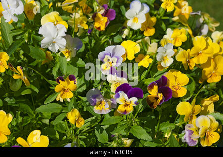 Nahaufnahme der Violapfannsblumen Violablüten Blüten im Sommer England Vereinigtes Königreich GB Großbritannien Stockfoto