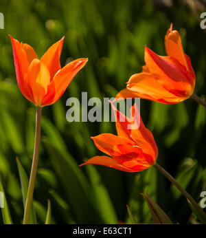 Tulpen, Nahaufnahme von orange und gelbe Tulpen Hintergrundbeleuchtung mit Florlal Hintergrund. USA Stockfoto
