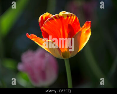 Tulpen, Nahaufnahme einer hinterleuchteten Orange und gelb Tulpe mit floraler Hintergrund. USA Stockfoto