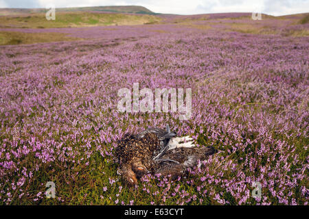 Witton in der Nähe von Melmerby, Coverdale Grouse Mauren im Hochland des Nordens Pennine Yorkshire Dales. UK am 13. August 2014. UK Wetter. Ling Heather in Blume hellen sonnigen Perioden über Coverdale violette Heidelandschaft wie der 2. Tag des Moorhuhn schießen Saison, die am 12. August eröffnet, erhält unterwegs. Stockfoto