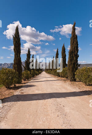 Eine Einfahrt zu einem Weingut in der Provence, Zypressen wachsen neben der Strecke. Es ist in der Nähe von Puyloubier, Provence, Frankreich. Stockfoto