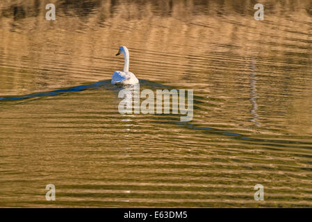 Schwan im Wasser durch Hvalsnes im Loni-Tal, Ost-Island Stockfoto