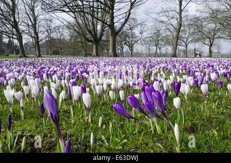 Ein Park in Harrogate, Yorkshire, England, wo es einen Teppich von Krokusse (Crocus sativus) im Frühjahr. Violett-weiße Krokusse in Harrogate. Stockfoto