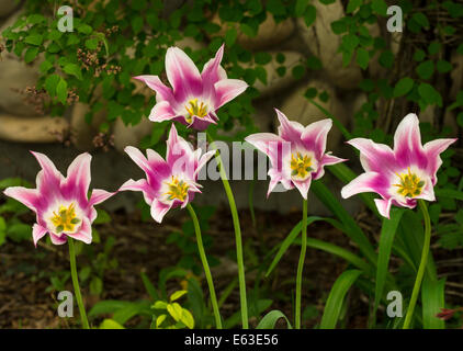 Blumen, weiß und lila Lily Tulpen mit langen grünen Stängel und floraler Hintergrund. USA Stockfoto