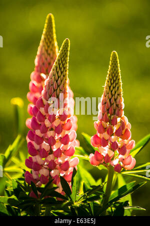 Blüten, Nahaufnahme der Hintergrundbeleuchtung rosa Lupine Blumen bei Sonnenuntergang, USA Stockfoto