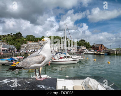 Möwe am Hafen Padstow, Cornwall Stockfoto