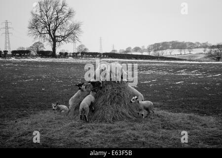 Junge Lämmer im Spiel in der Kälte Stockfoto