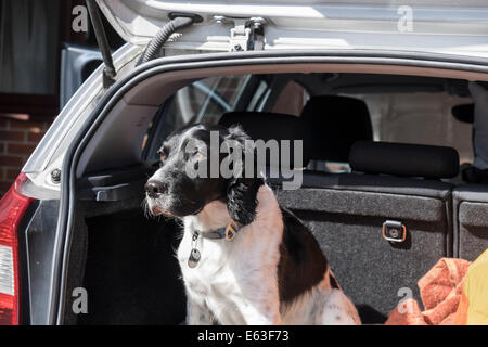 Eine schwarze und weiße nach English Springer Spaniel hund geduldig sitzen in einem Kofferraum Limousine mit Heckklappe Tür öffnen. Großbritannien, Großbritannien Stockfoto