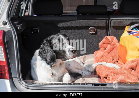 Eine schwarze und weiße nach English Springer Spaniel hund wartet geduldig in einer Limousine auto boot mit Heckklappe Tür öffnen. Großbritannien, Großbritannien Stockfoto