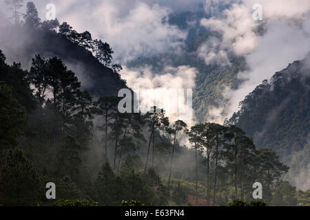 Ost Bhutan, Lhuentse Tal Autsho, geringe am frühen Morgen Wolke in Kuri Chhu Fluss Tal Wald Stockfoto