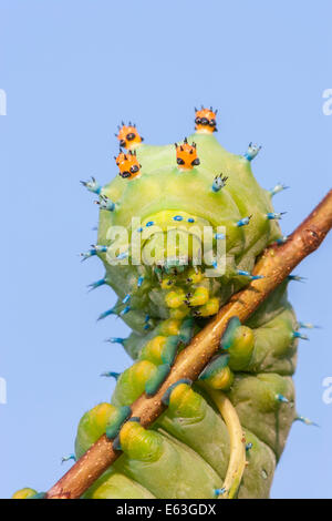 Cecropia Falter Raupe im 5. Instar auf Wildkirsche. Stockfoto