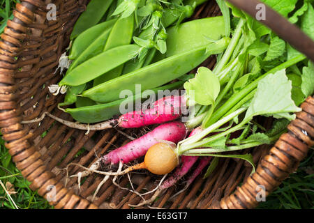 Korb mit Erbsen und Radieschen Ernte abgedeckt noch im Boden. Stockfoto