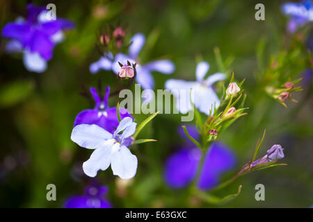 Schöne lila und weißen Lobilia Blume hautnah. Stockfoto