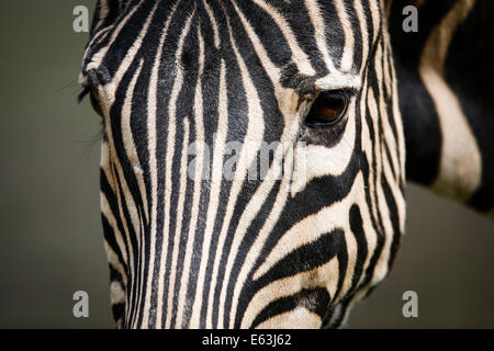 Detail der Zebra-Kopf und Augen Stockfoto