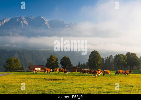 Auf einer Farm in den Bergen Österreichs Stockfoto