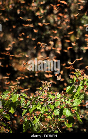 Tausende der Monarchfalter (Danaus Plexippus) füllen die Luft mit der Monarch Butterfly Sanctuary in Michoacan, Mexiko. Stockfoto