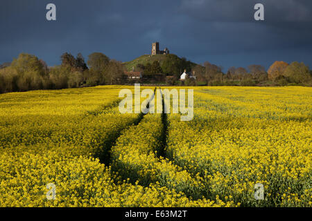 Blick zu graben prahlen über einen sonnigen Bereich der goldenen Raps. Stockfoto