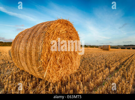 Heuballen zur Erntezeit in Cornwall Stockfoto