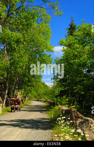 Jordanien - Blase Teiche Beförderung Schleife befahrbare Straße in der Nähe von Deer Bach Brücke, Acadia National Park, Maine, USA Stockfoto