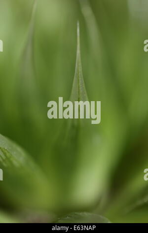 Nahaufnahme der Blätter einer Haworthia Lockwoodii Probe, eine indigene südafrikanischen Sukkulenten Stockfoto