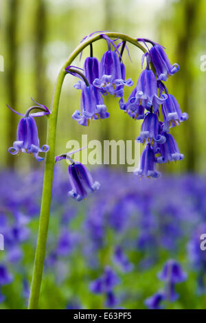 Bluebell Stamm scharf in Bluebell Holz, Hampshire, England Stockfoto