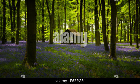 Bluebell Holz im Frühjahr, Hampshire, England Stockfoto