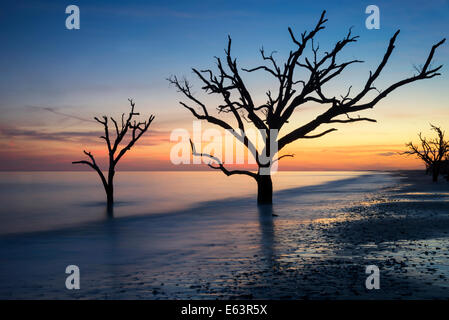 Silhouette der Bäume in Botany Bay Beach in Küste von South Carolina Stockfoto